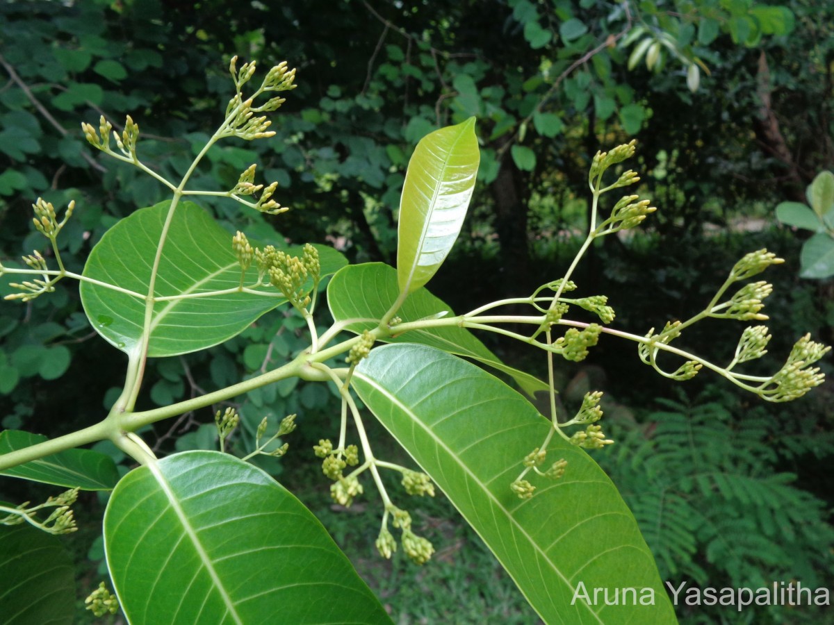 Anodendron parviflorum (Roxb.) I.M.Turner